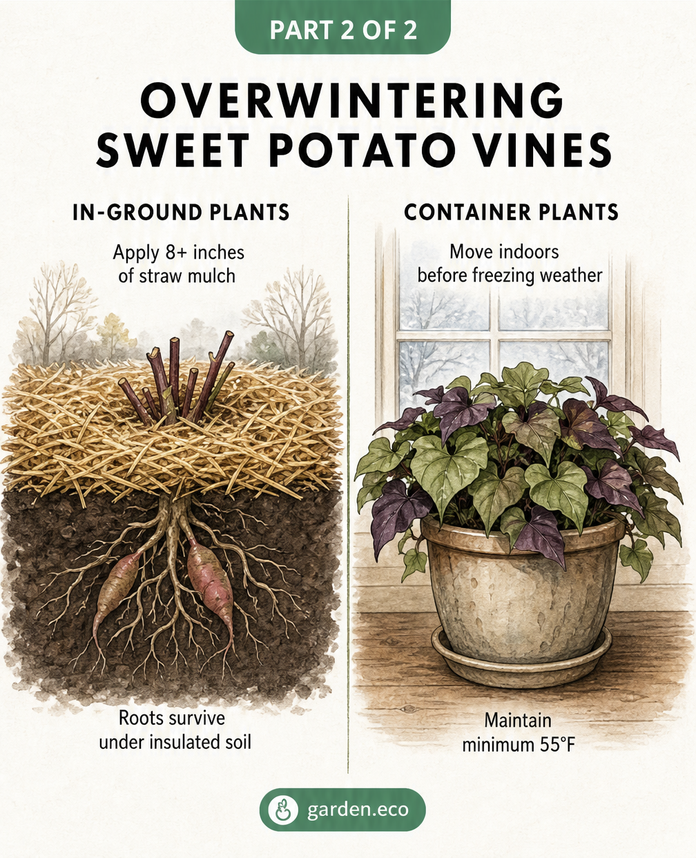 A side-by-side comparison of overwintering sweet potato vines, showing an in-ground plant covered with 8 inches of straw mulch and a potted plant moved indoors...