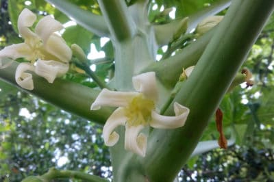 papaya-flower