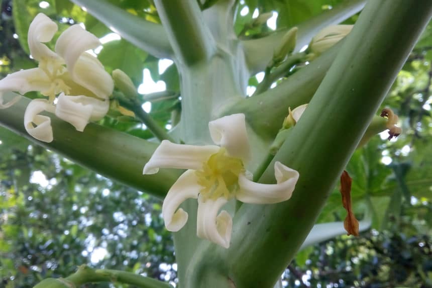 Papaya flowers top facts tips