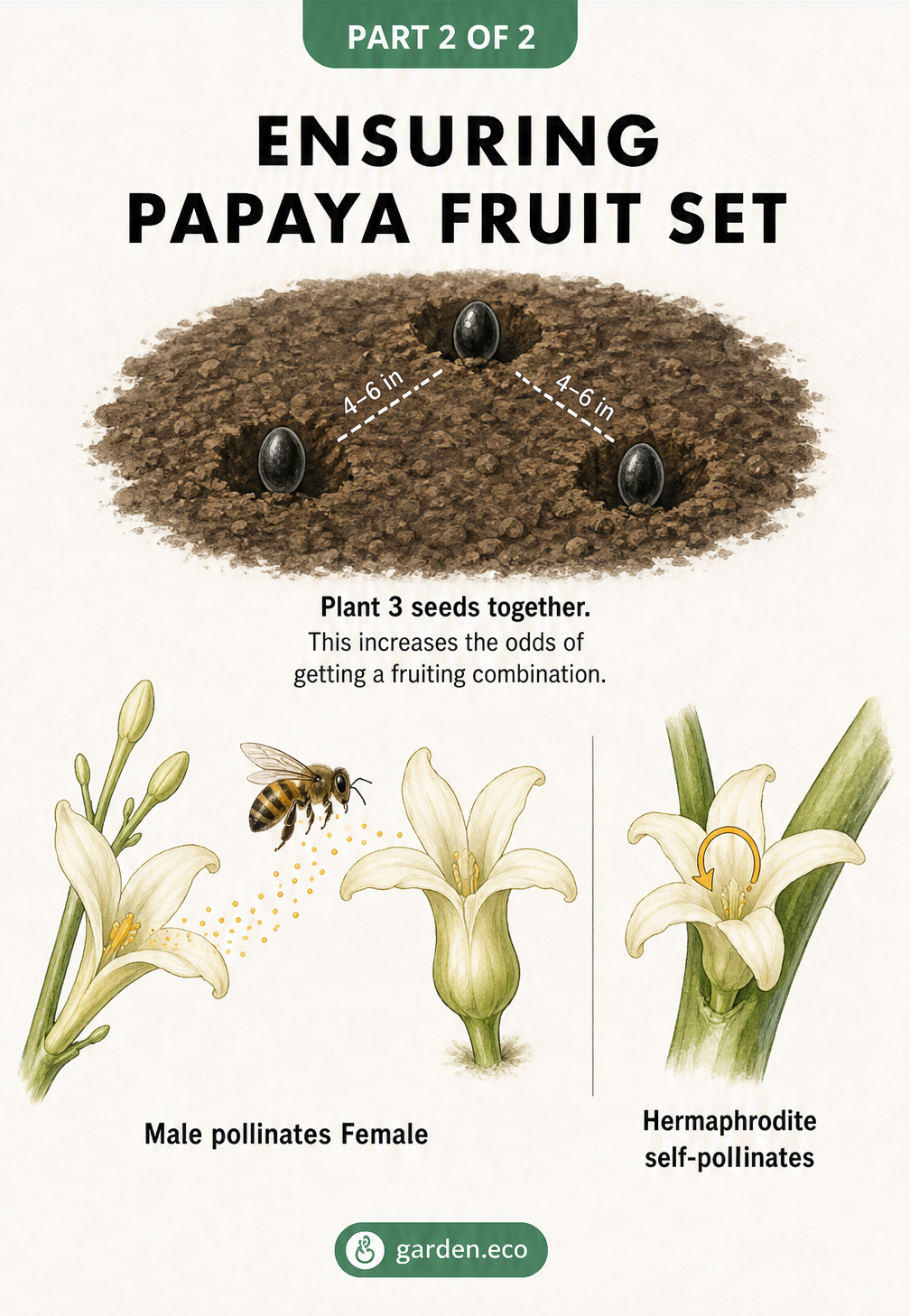 Illustration showing three papaya seeds planted together and a diagram of male-to-female and hermaphrodite self-pollination.