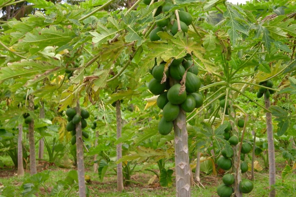 Papaya Tree Care » Tips on Healthy Trees