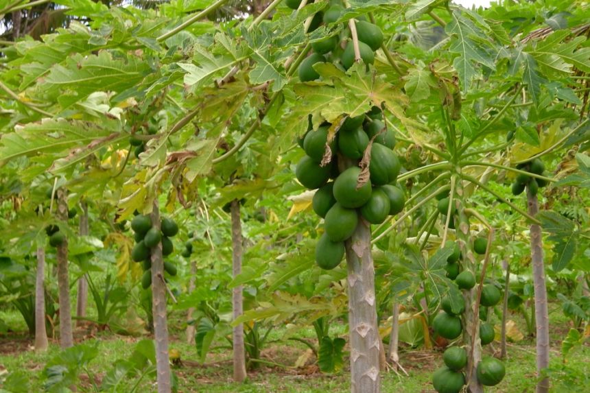 Papaya Tree Care » Tips on Healthy Trees