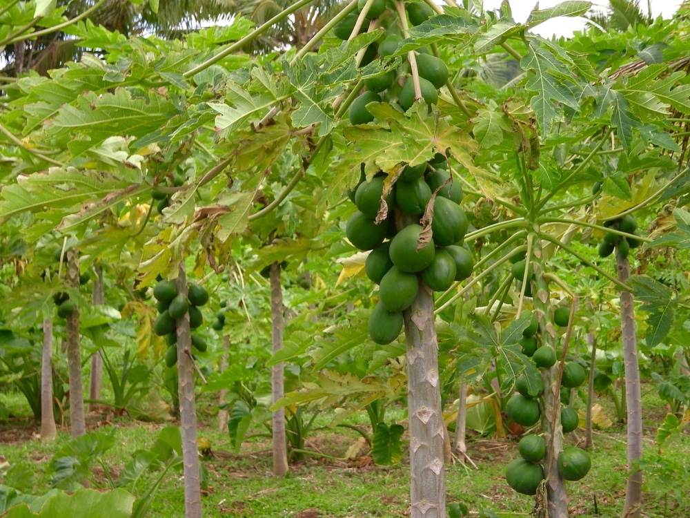 verantwoordelijkheid Vluchtig Eerder Papaya Tree Care » Tips on Healthy Trees