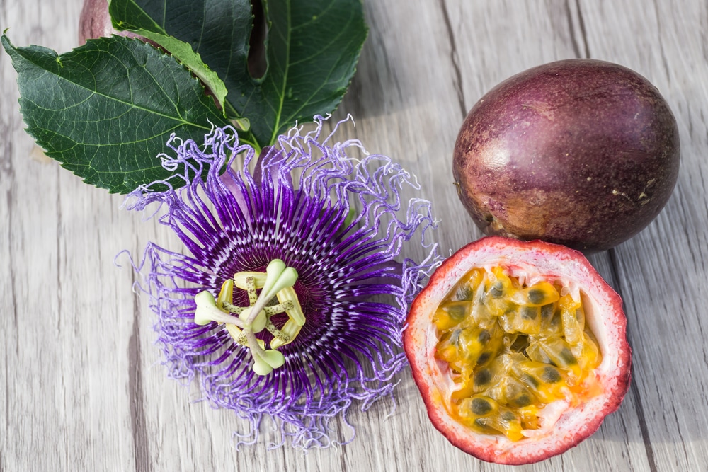 Growing Passion Fruit In Containers 