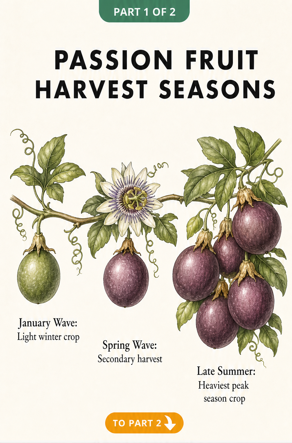A botanical timeline showing the passion fruit harvest seasons, from a light winter crop in January to the heaviest peak season crop in late summer.
