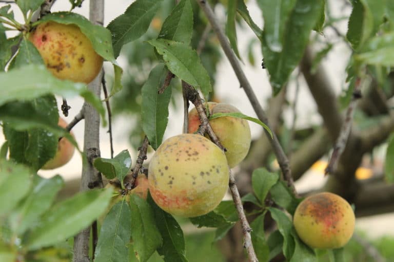 When Do Peach Trees Bloom? » All the Facts