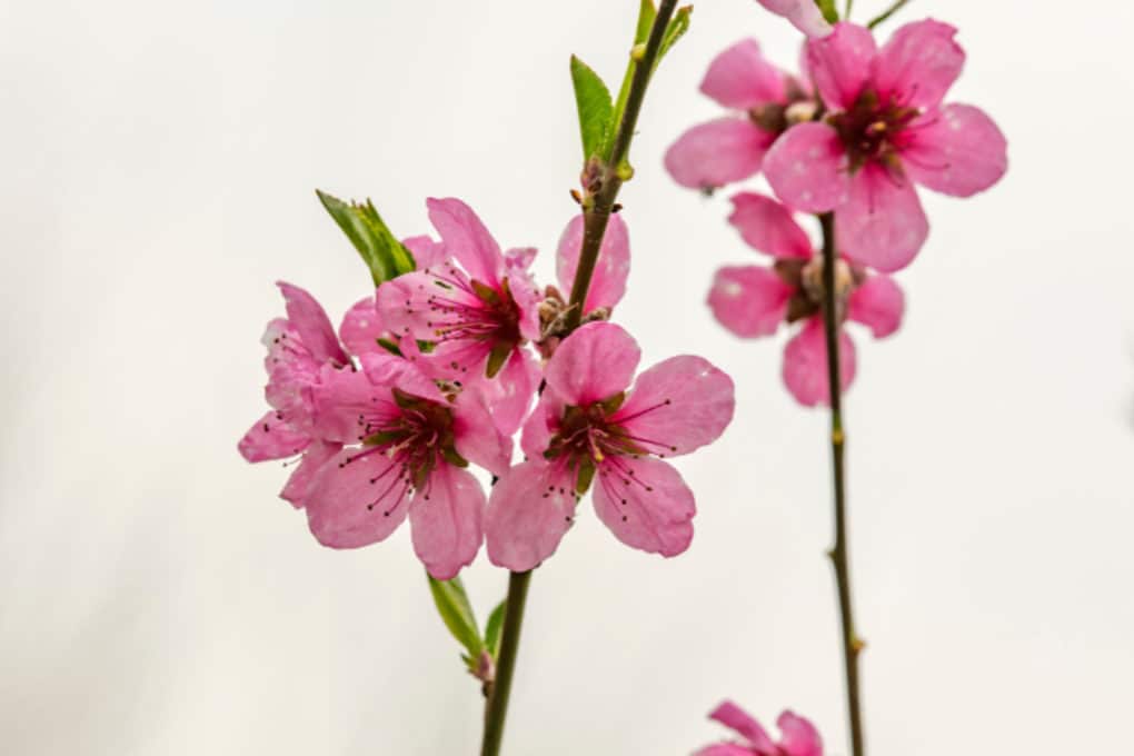 Peach Tree Blossoms » More Than a Pretty Bloom