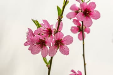 When Do Peach Trees Bloom? » All the Facts
