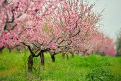 peach-tree-fertilizer