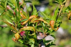 peach-tree-fungus