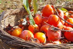 persimmon-fruit-season