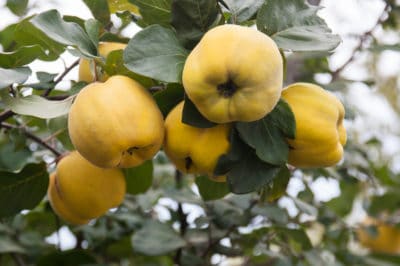 planting-quince