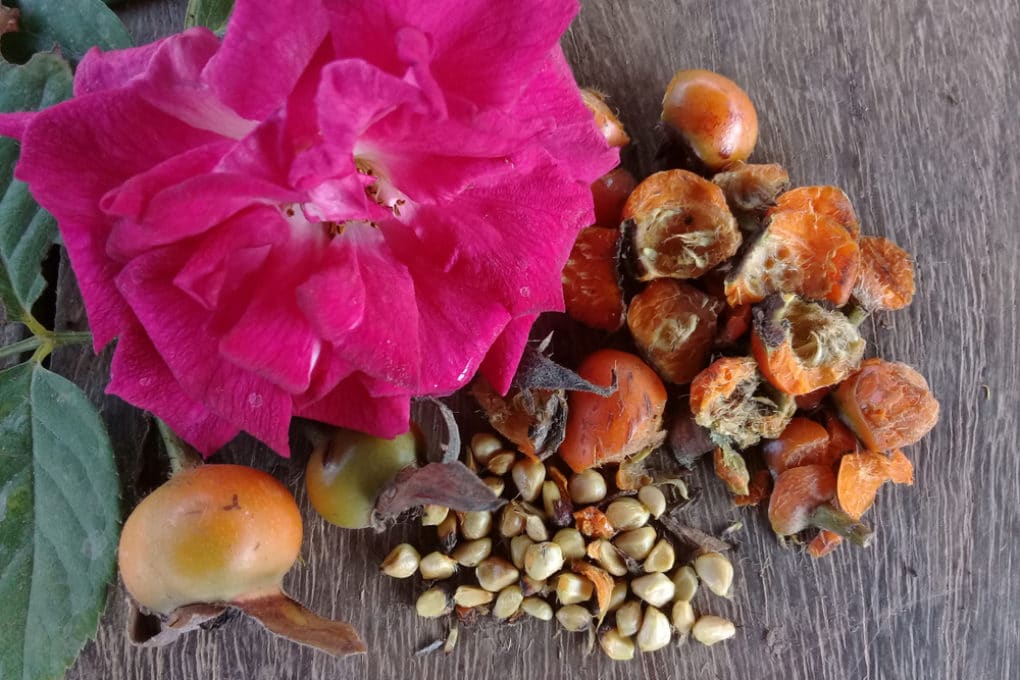 Harvesting Rose Hips Why, When and How Garden.eco