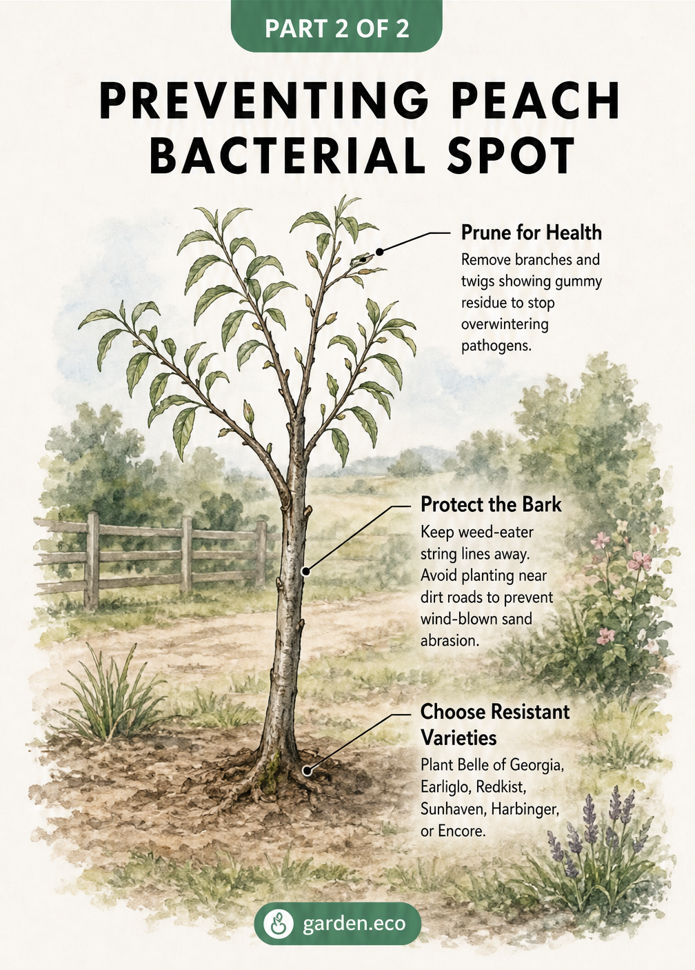 Illustration of a young peach tree showing prevention methods for bacterial spot