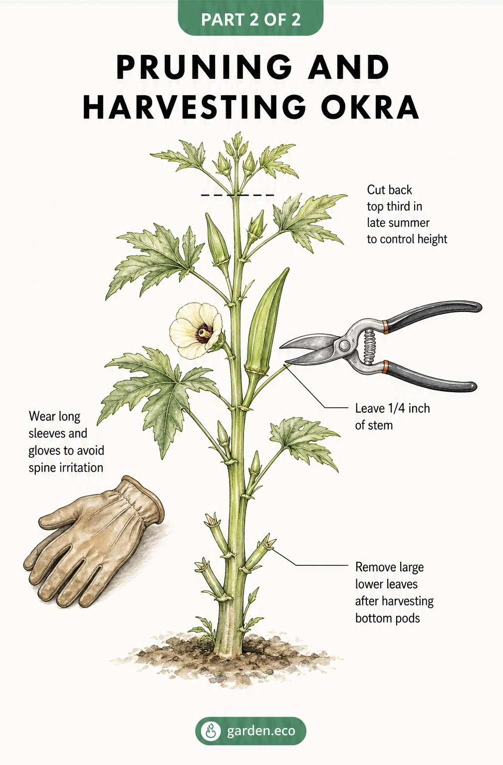 Illustration of an okra plant showing how to prune lower leaves and cut pods leaving a quarter inch of stem