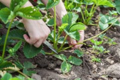 pruning-strawberries