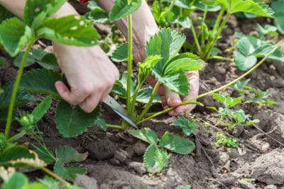 pruning-strawberries