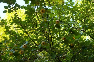 quince-growing-conditions