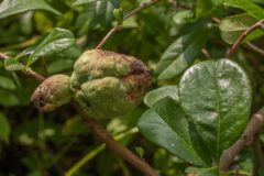 quince-rust-treatment