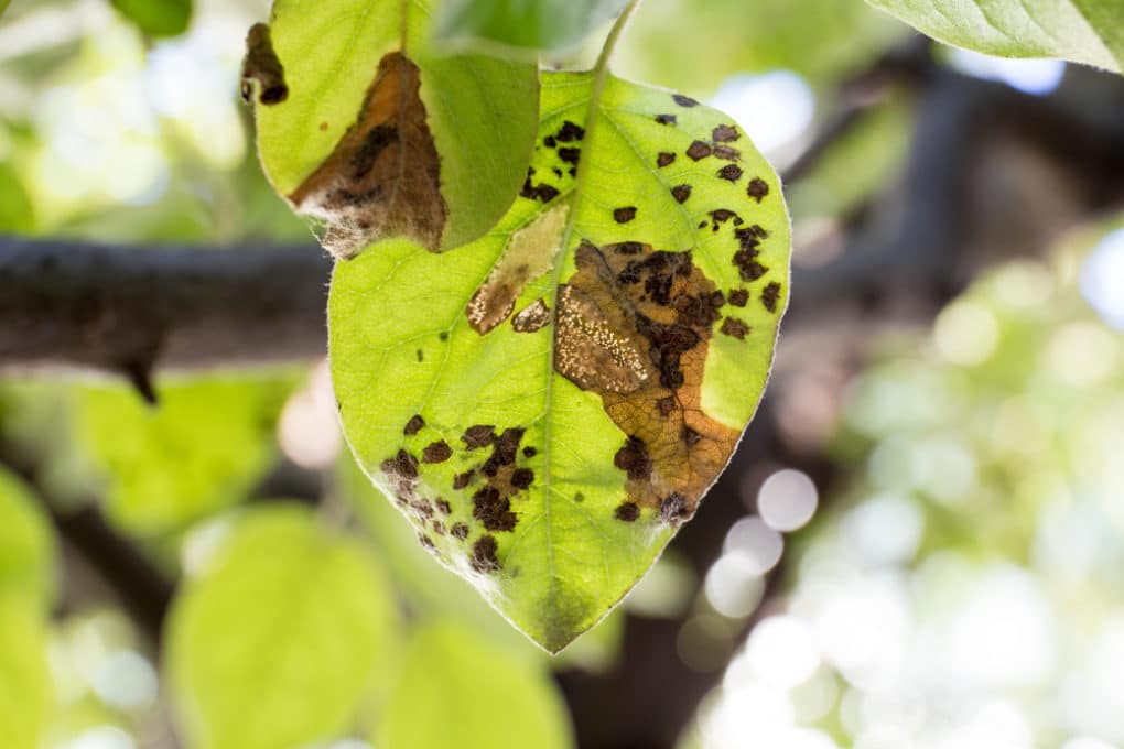 Quince Rust Treatment and Prevention Garden.eco
