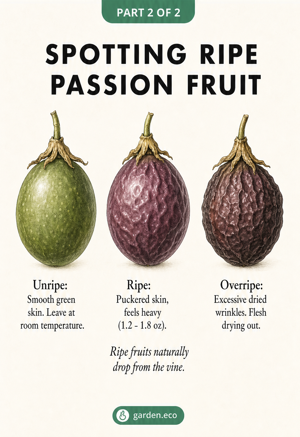 Illustration showing three stages of passion fruit ripeness: smooth green unripe, puckered purple ripe, and excessively wrinkled overripe.