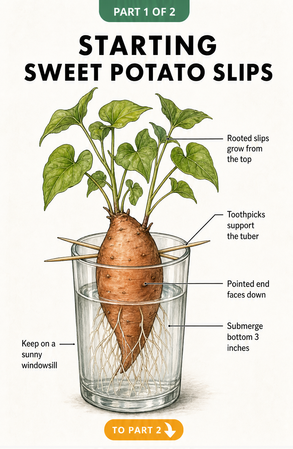 Botanical illustration of a sweet potato suspended in a glass of water with toothpicks, showing green slips growing from the top and white roots at the bottom.