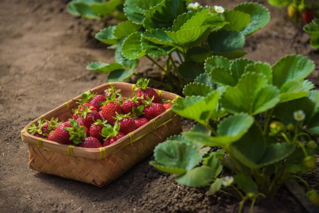 Strawberry Baskets » Top Information & Tips