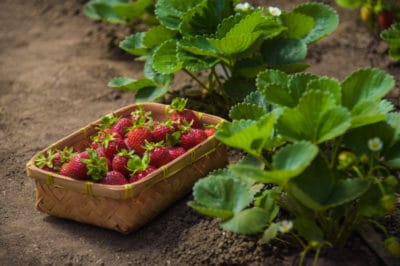 strawberry-baskets