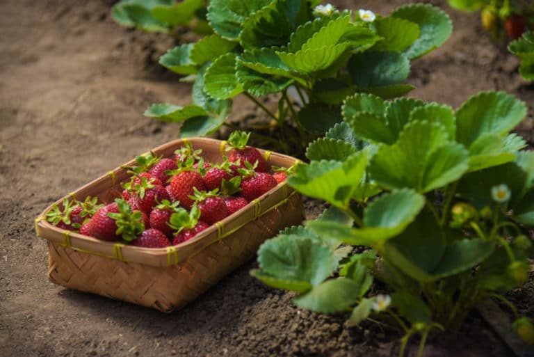 Strawberry Runners » Top Tips & Facts