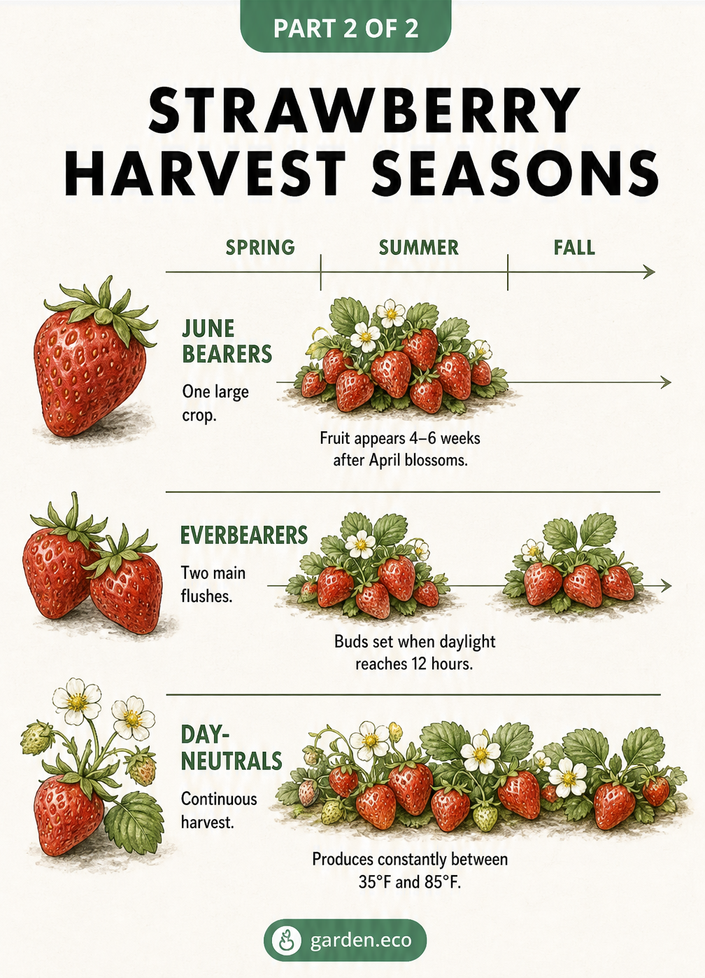 Chart showing the harvest seasons for June bearing, everbearing, and day-neutral strawberries