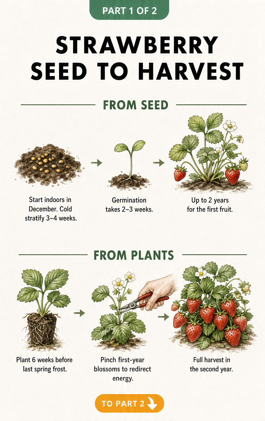 Illustration comparing the timeline of growing strawberries from seed versus planting seedlings