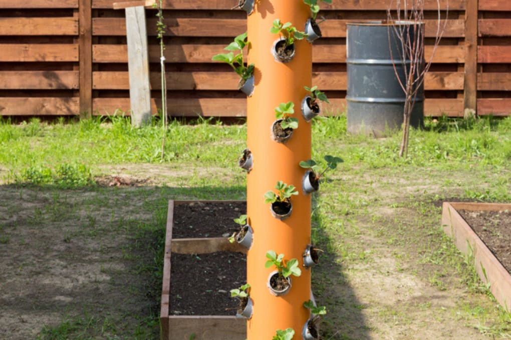 Hydroponic Strawberry Tower » Top Tips