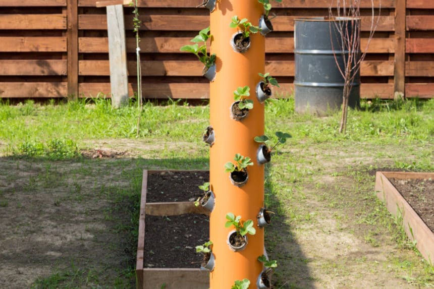 Hydroponic Strawberry Tower » Top Tips