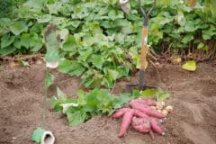 sweet-potato-companion-plants