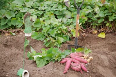 sweet-potato-companion-plants