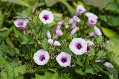 sweet-potato-flower