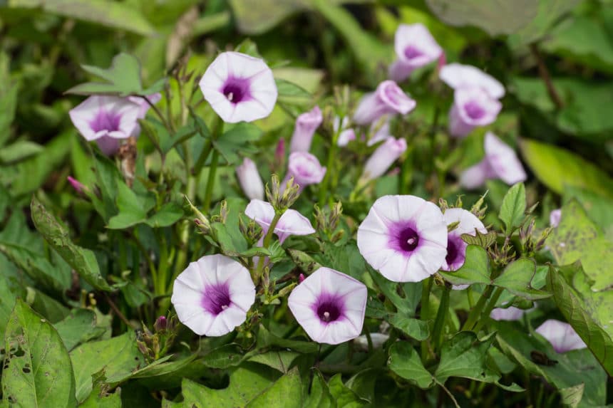 Sweet Potato Flowers A Visual Guide to Identifying Them PlantHD