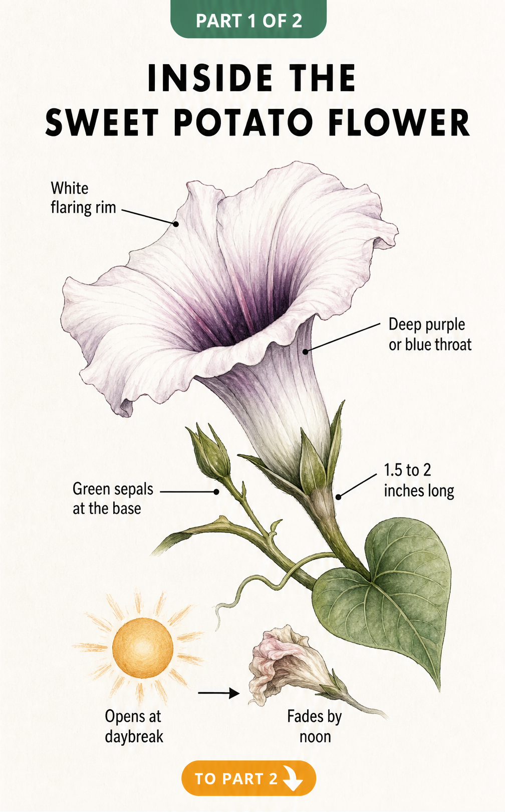Botanical illustration of a sweet potato flower showing its white flaring rim and deep purple throat