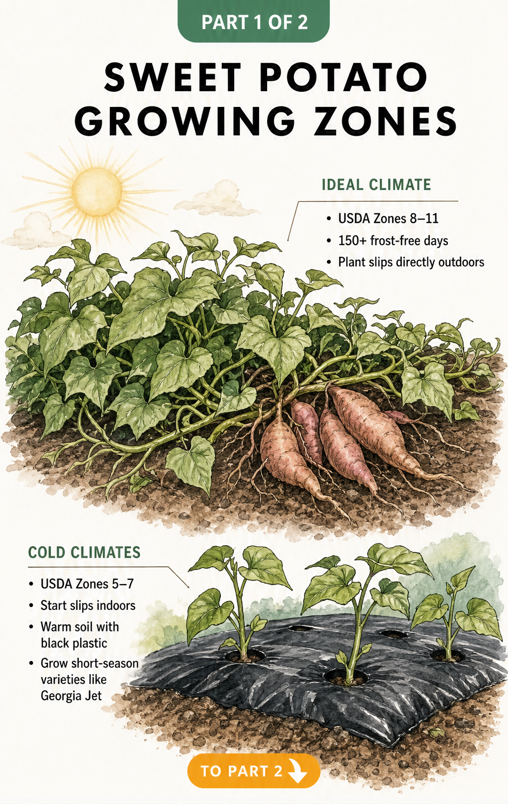 Botanical illustration showing sweet potato growing zones, comparing warm climates with direct planting to cold climates using black plastic mulch.