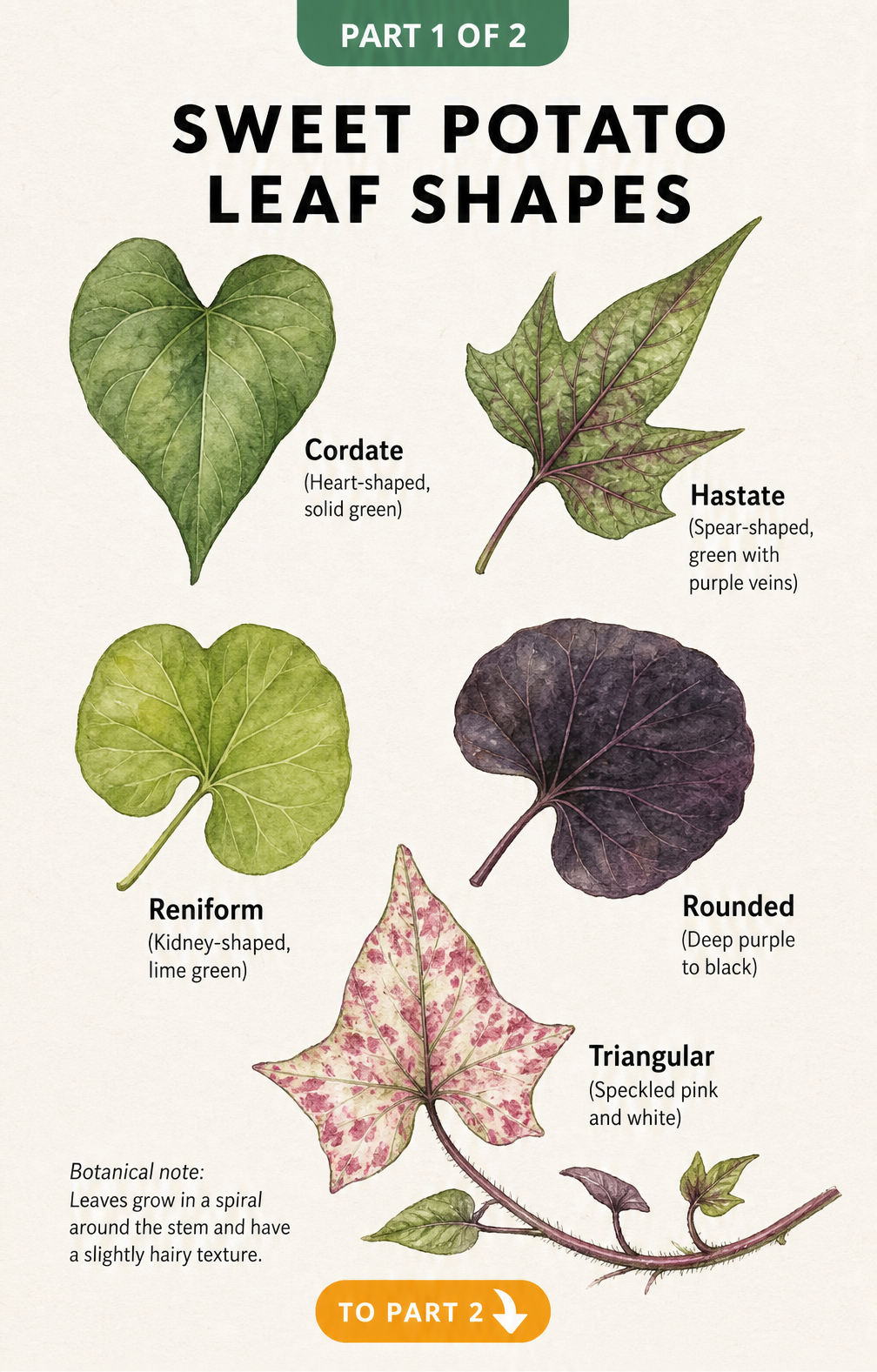 Illustration of five different sweet potato leaf shapes including cordate, hastate, reniform, rounded, and triangular