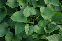 sweet-potato-leaves