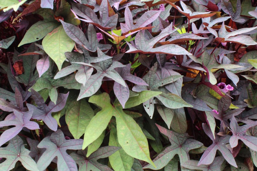 Sweet Potato Leaves » All The Facts