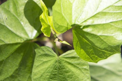 sweet-potato-vine-edible