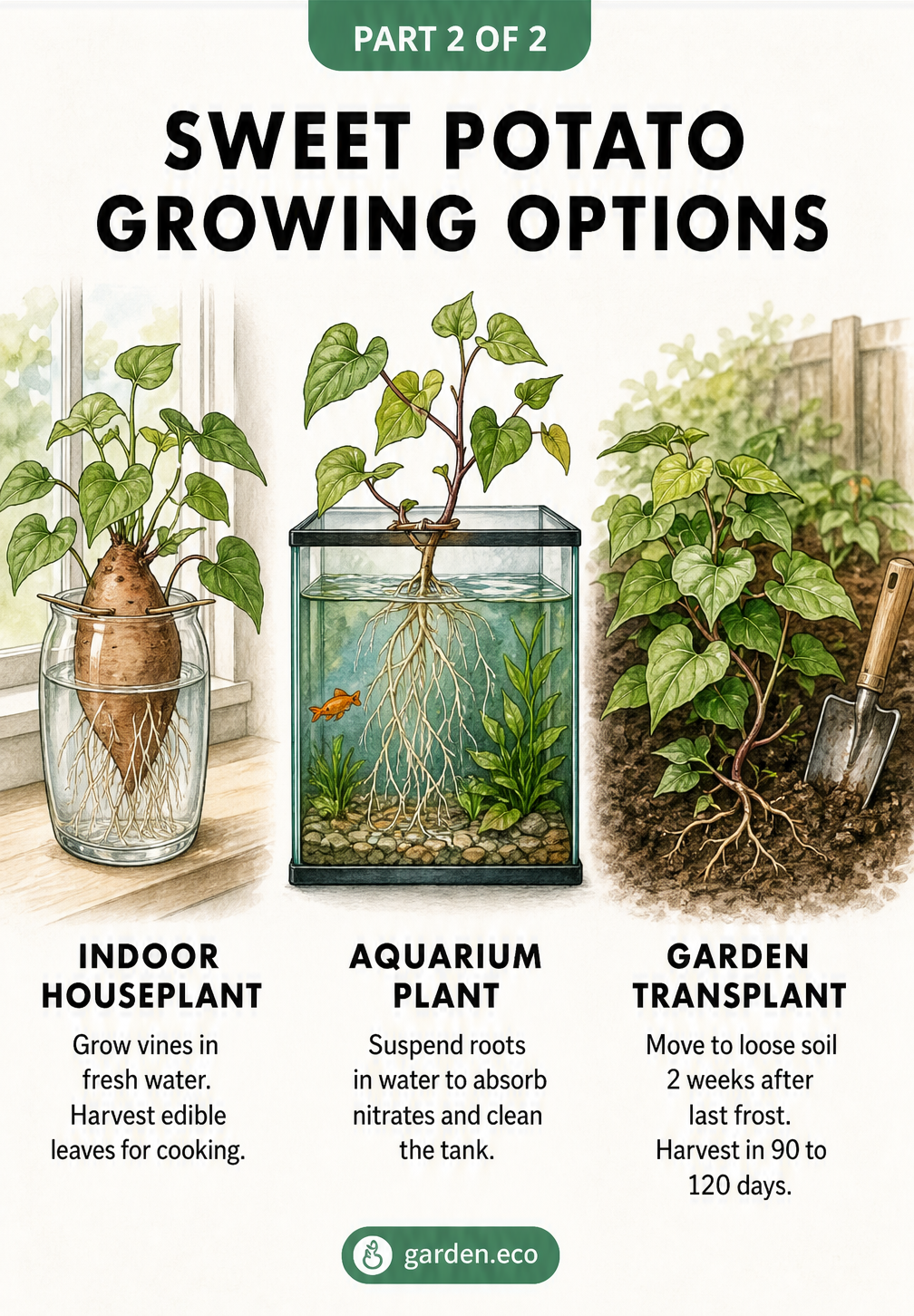 Three botanical vignettes showing sweet potato growing options: as an indoor houseplant in a glass vase, as a nitrate-absorbing aquarium plant, and...
