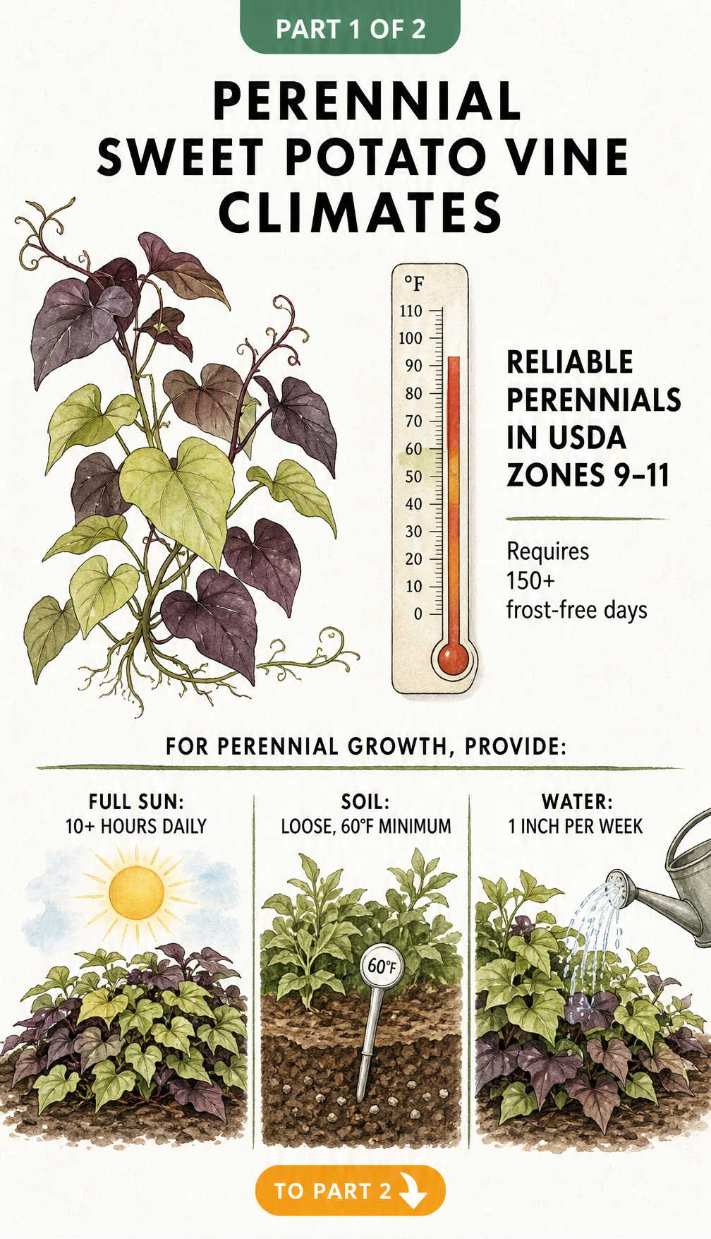 An illustration showing the climate and growing requirements for perennial sweet potato vines, including USDA Zones 9 through 11, full sun, loose soil above 60...