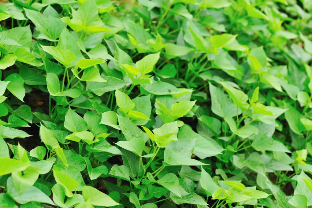 Sweet Potato Vine Perennials » Top Tips & Facts
