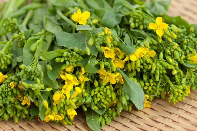 Growing Turnip Greens » All the Top Tips