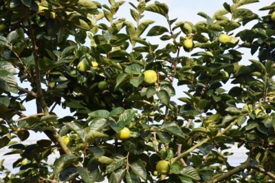 what-does-a-persimmon-tree-look-like