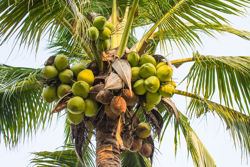 What Kind Of Tree Do Coconuts Grow On Top Facts