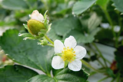 when-do-strawberries-bloom